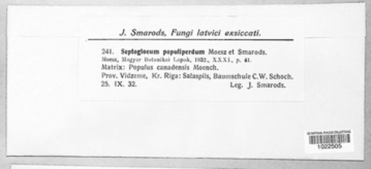 Septotis populiperda image